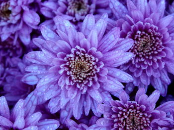 Close-up of purple dahlia blooming outdoors