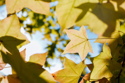 Close-up of yellow maple leaves