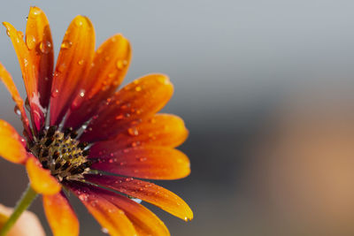 Close-up of raindrops on orange flower