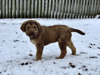 Dog on snow covered land