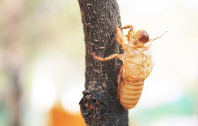 Close-up of insect on tree trunk