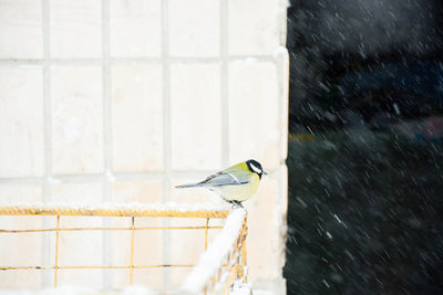 Close-up of bird perching on wet floor