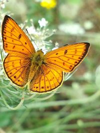 Close-up of butterfly