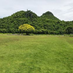 Scenic view of trees on field against sky