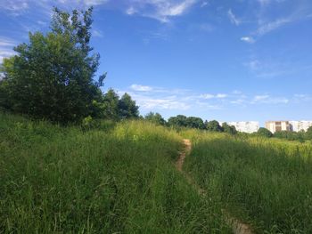 Scenic view of field against sky