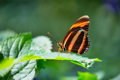 A tiger longwing or heliconius ismenius butterfly perched on a leaf