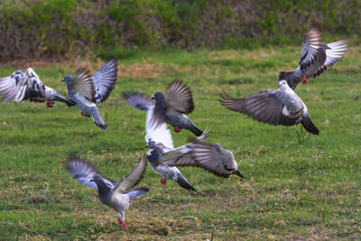 Flock of birds on field