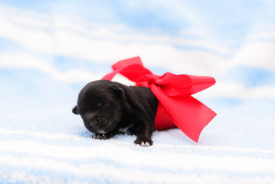 View of a dog on snow