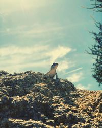 Low angle view of horse on rock against sky