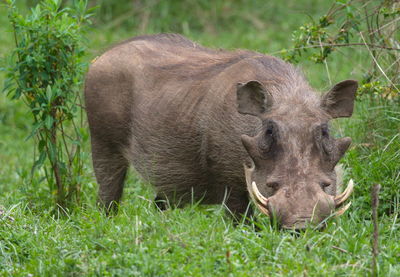 Closeup portrait of wild warthog phacochoerus africanus hunting in grass, bale mountains, ethiopia.