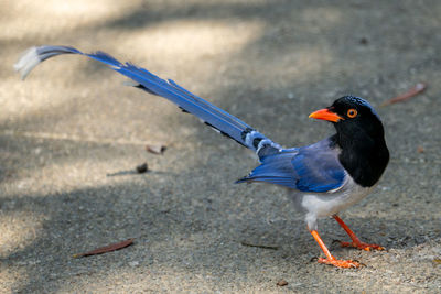 Close-up of bird perching on street