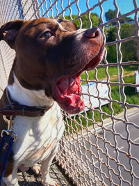 Close-up of a dog looking away