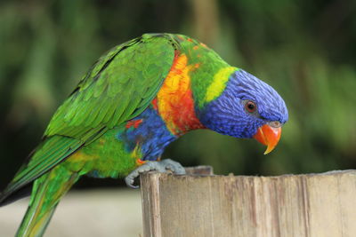 Close-up of rainbow lorikeet perching on wood