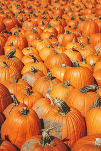 Full frame shot of pumpkins for sale at market stall