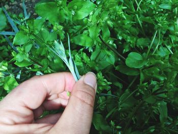 Close-up of hand holding plant