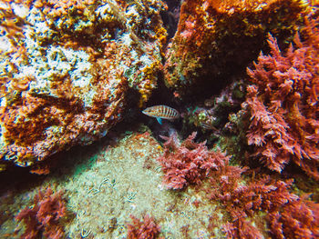 Marine biodiversity with colourful coral reef in tropical clear water