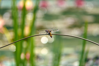Large dragonfly on a branch near the pond.