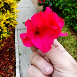 Close-up of hand holding pink flower