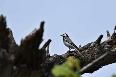 Low angle view of bird perching on a tree