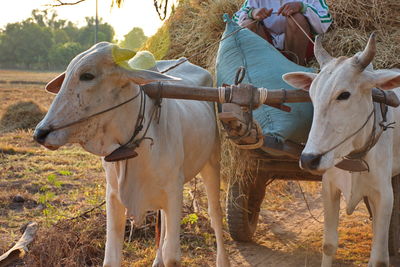 Pair of oxen working in the field in cambodia in traditional way