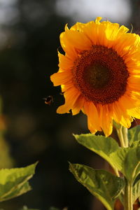 Close-up of yellow flower