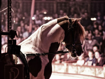 Horse standing at circus with people in background