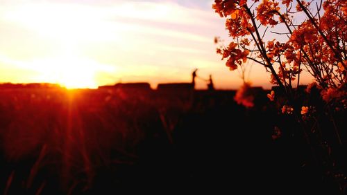 Plants growing on field at sunset