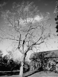 Bare trees against sky