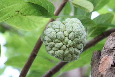 Close-up of fruits growing on tree