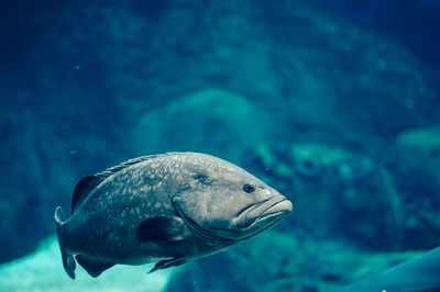 Close-up of underwater