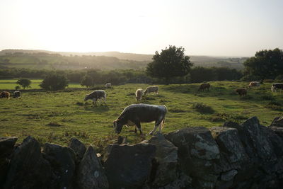 Cows in a field