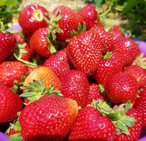 Close-up of strawberries