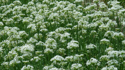 White flowering plants on snow covered field