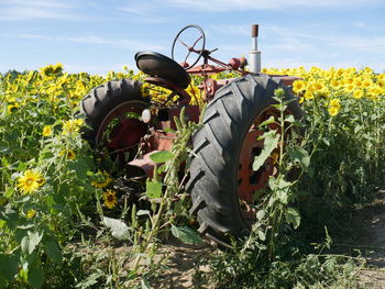 Scenic view of agricultural field