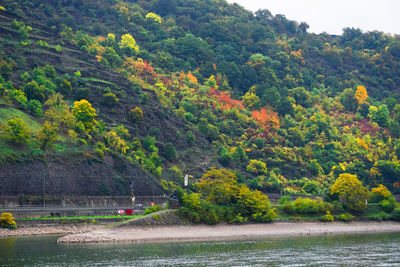Scenic view of river with trees in background