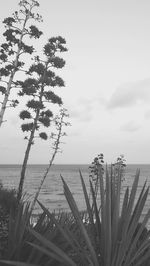 View of calm sea against the sky