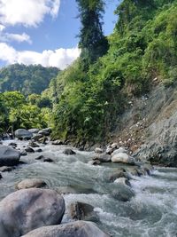 Scenic view of river in forest against sky