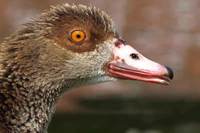 Close-up of a duck