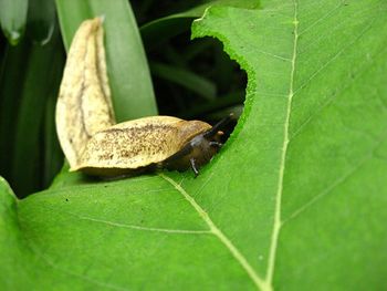 Close-up of insect on leaf