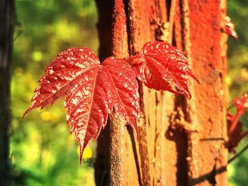 Close-up of wet maple leaf during autumn