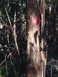 Bare trees in forest