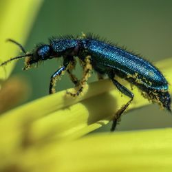 Close-up of insect on leaf