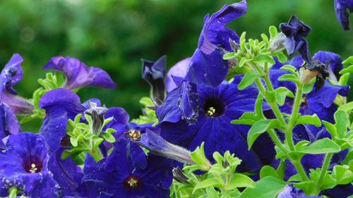 Close-up of purple flowering plants