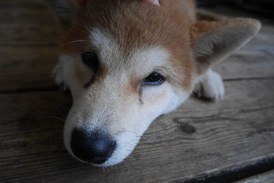 Close-up of dog looking away