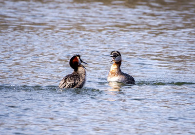 Red headed merganser duck