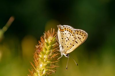 Close-up of butterfly pollinating flower