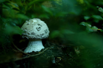 Close-up of wet mushroom growing on land