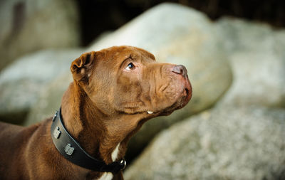 Close-up of shar-pei looking away