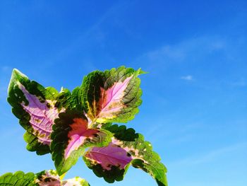 Low angle view of flowering plant against blue sky