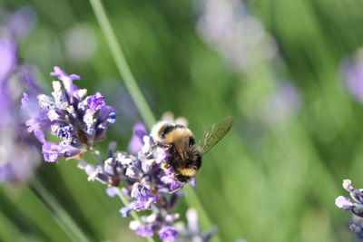 Close-up of bee on purple flower